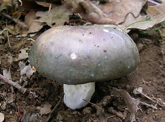 plávka modrastá Russula cyanoxantha (Schaeff.) Fr.