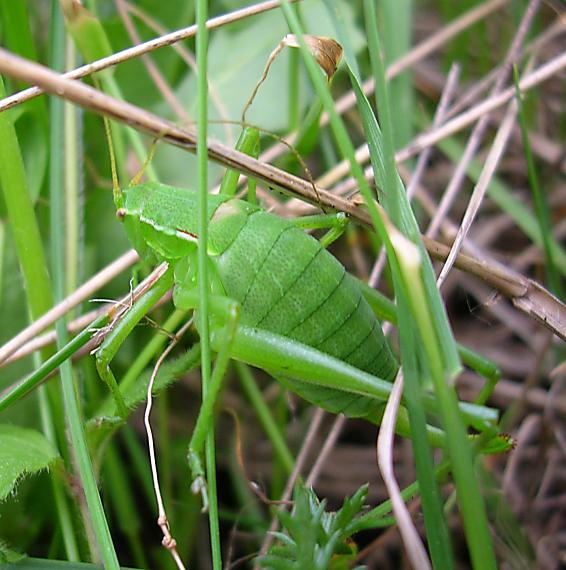 kobylka Leptophyes punctatissima