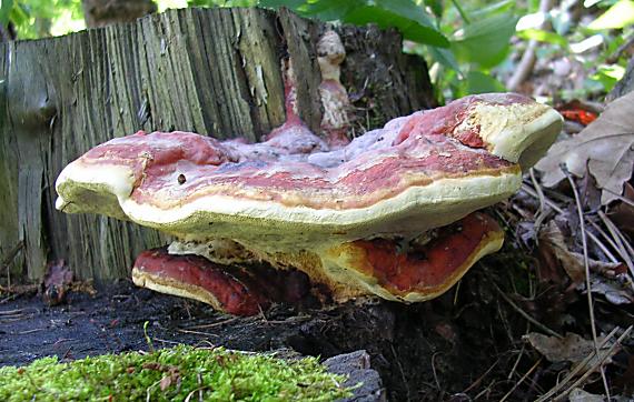 práchnovček pásikavý Fomitopsis pinicola (Sw.) P. Karst.