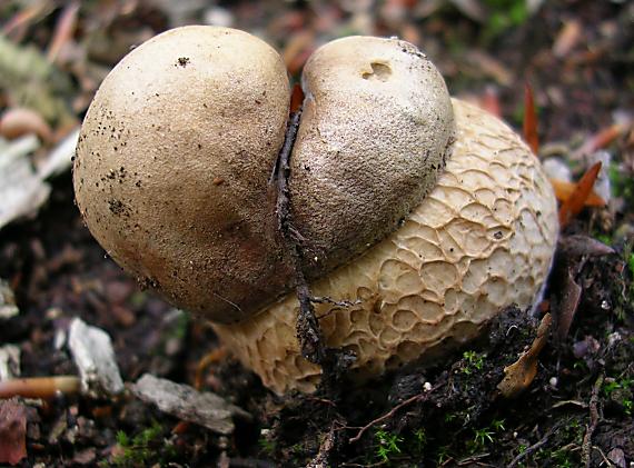 hríb dubový Boletus reticulatus Schaeff.