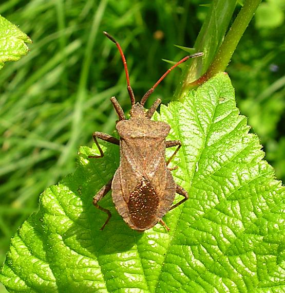 obrúbnica šťavelová Coreus marginatus (L.)