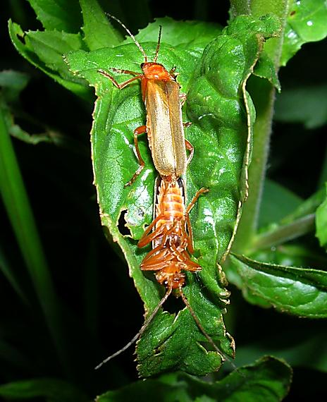 snehuľčík žltý Rhagonycha fulva (Scop.)