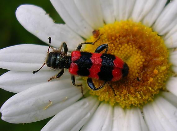 pestroš včelí Trichodes apiarius