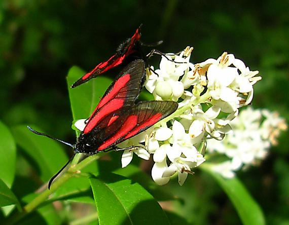 vretienka hrachorová Zygaena osterodensis