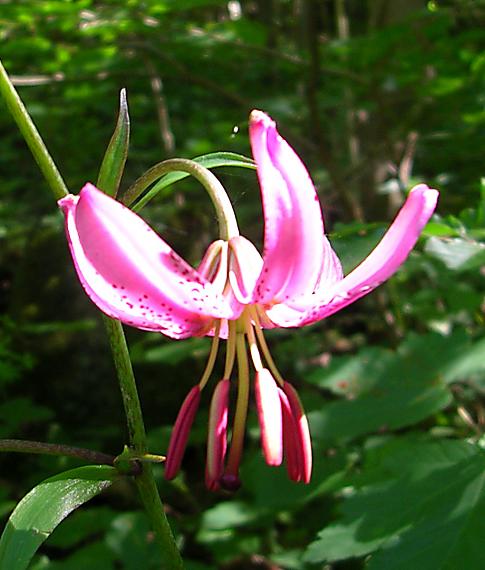 ľalia zlatohlavá Lilium martagon L.