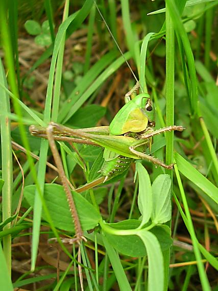 kobylka hryzavá Decticus verrucivorus