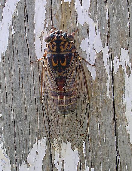 cikáda jaseňová Cicada orni