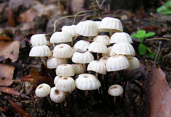 tanečnica golieriková Marasmius rotula (Scop.) Fr.