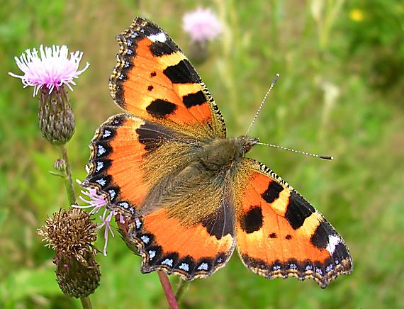 babočka pŕhľavová Aglais urticae L.