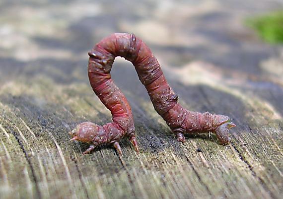 kôrovka trnková Peribatodes rhomboidarius