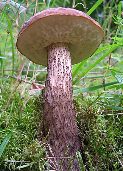 kozák brezový Leccinum scabrum (Bull.) Gray