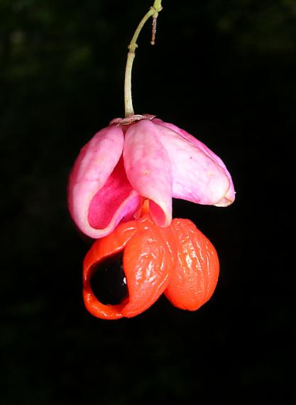 bršlen európsky Euonymus europaeus L.