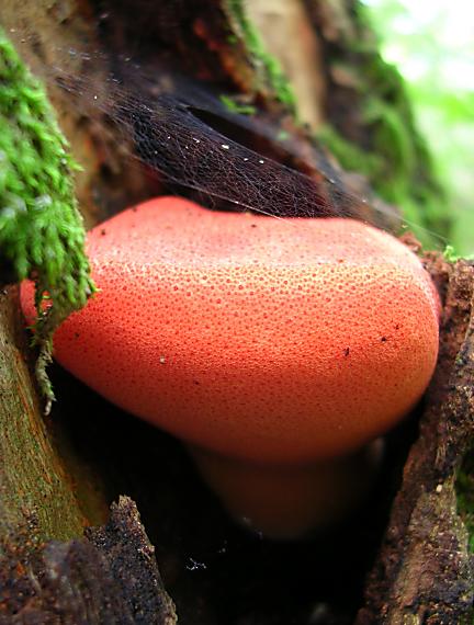 pečeňovec dubový Fistulina hepatica (Schaeff.) With.