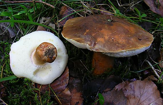 hríbnik gaštanovohnedý Gyroporus castaneus (Bull.) Quél.