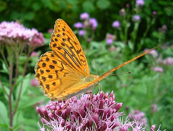 perlovec striebristopásavý Argynnis paphia