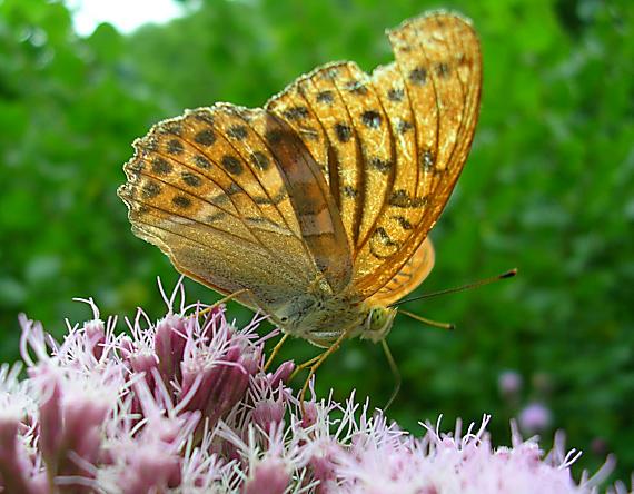 perlovec striebristopásavý Argynnis paphia