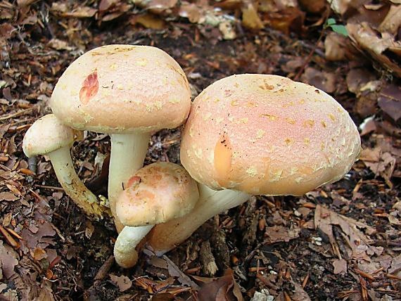 strapcovka tehlovočervená Hypholoma lateritium (Schaeff.) P. Kumm.