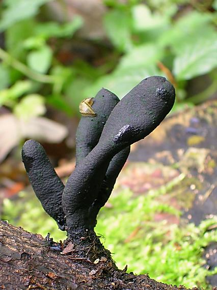 drevnatec kyjakovitý Xylaria polymorpha (Pers.) Grev.