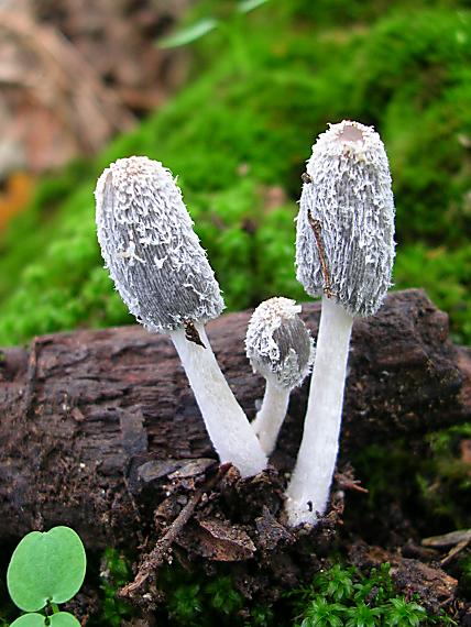 hnojník chlpatý Coprinopsis lagopus (Fr.) Redhead, Vilgalys & Moncalvo