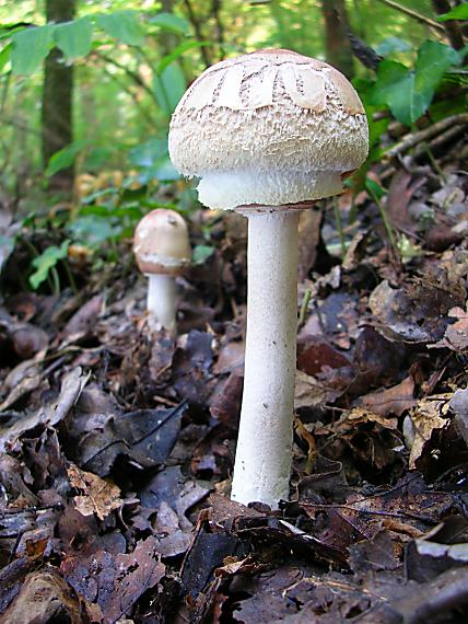 bedľa červenejúca Chlorophyllum rachodes (Vittad.) Vellinga