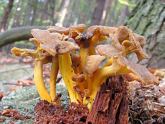 kuriatko lievikovité Craterellus tubaeformis (Fr.) Quél.