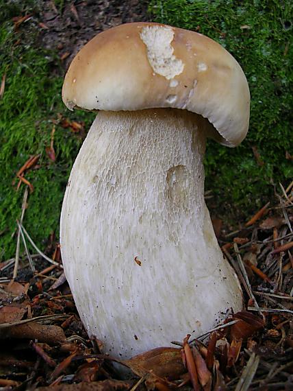 hríb smrekový Boletus edulis Bull.