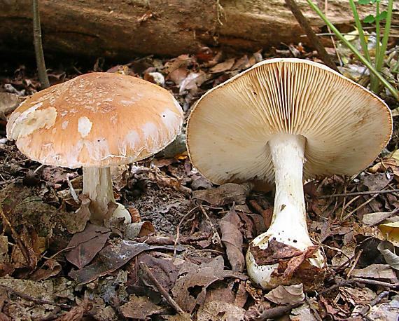 bielopavučinovec hľuznatý Leucocortinarius bulbiger (Alb. & Schwein.) Singer