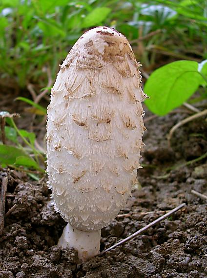 hnojník obyčajný Coprinus comatus (O.F. Müll.) Pers.