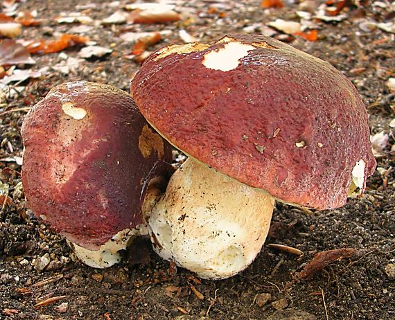 hríb sosnový Boletus pinophilus Pil. et Dermek in Pil.