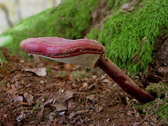 lesklokôrovka obyčajná Ganoderma lucidum (Curtis) P. Karst.