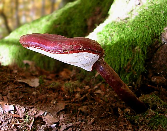 lesklokôrovka obyčajná Ganoderma lucidum (Curtis) P. Karst.