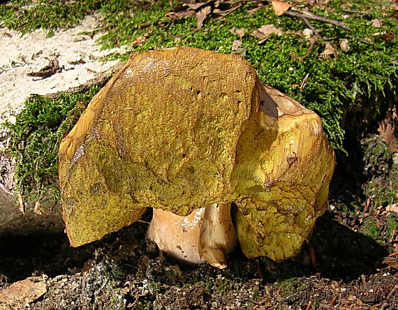 hríb smrekový Boletus edulis Bull.