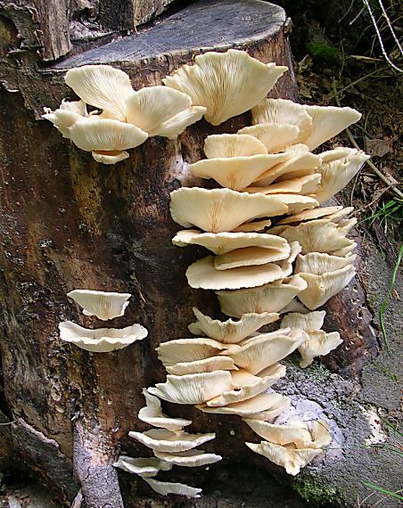 hliva buková Pleurotus pulmonarius (Fr.) Quél.