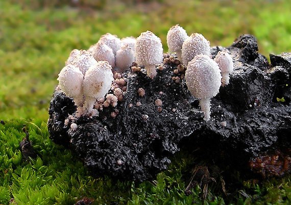 hnojník Coprinus sp.