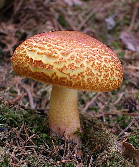 čírovec červenožltý Tricholomopsis rutilans (Schaeff.) Singer