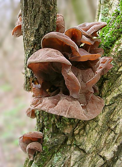 uchovec bazový Auricularia auricula-judae (Bull.) Quél.