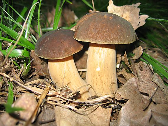 hríb dubový Boletus reticulatus Schaeff.