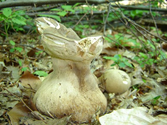 hríb dubový Boletus reticulatus Schaeff.