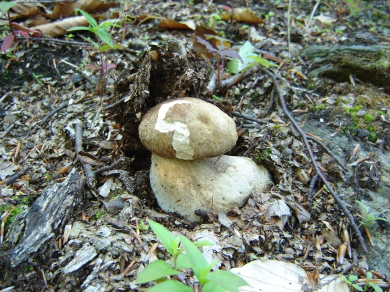 hríb dubový Boletus reticulatus Schaeff.