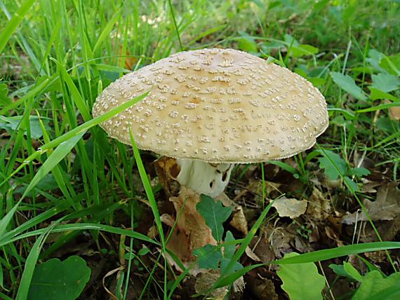 muchotrávka červenkastá Amanita rubescens Pers.