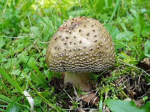 muchotrávka červenkastá Amanita rubescens Pers.