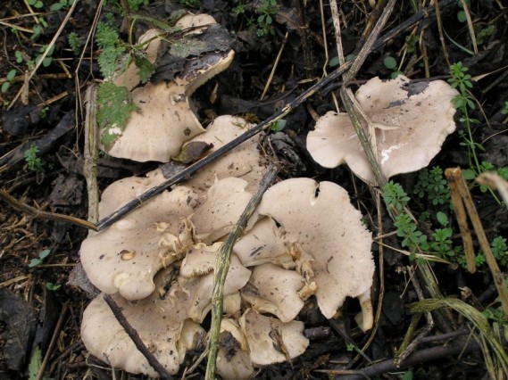 strmuľka inovaťová Clitocybe nebularis (Batsch) P. Kumm.