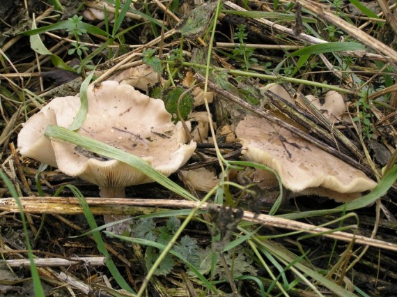 strmuľka inovaťová Clitocybe nebularis (Batsch) P. Kumm.