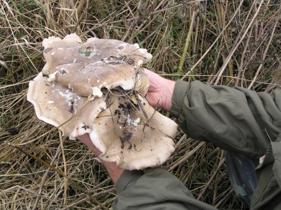 strmuľka inovaťová Clitocybe nebularis (Batsch) P. Kumm.