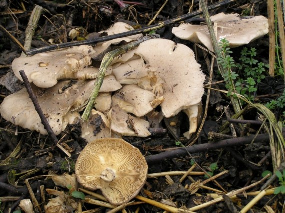 strmuľka inovaťová Clitocybe nebularis (Batsch) P. Kumm.