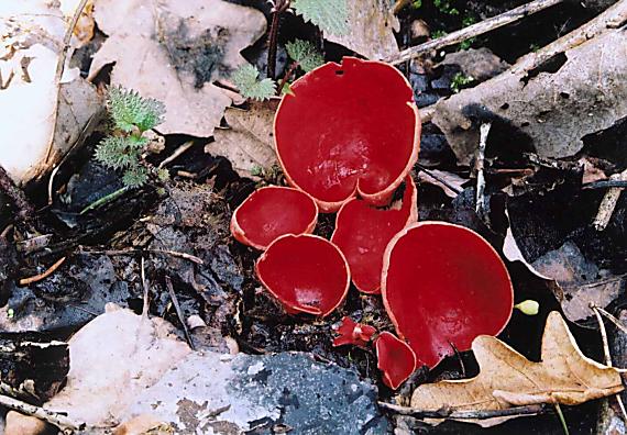 ohnivec šarlátový Sarcoscypha coccinea (Gray) Boud.