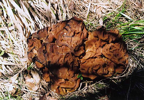 ušiak obrovský Gyromitra gigas (Krombh.) Cooke