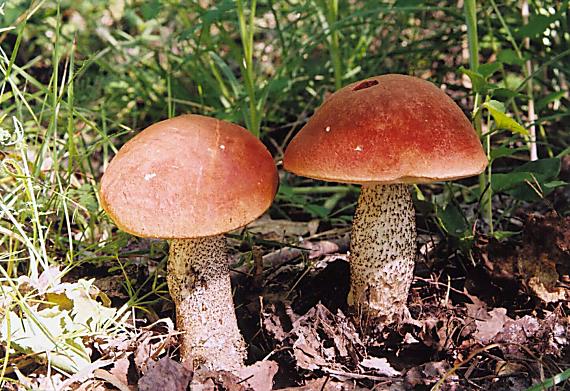 kozák dubový Leccinum aurantiacum (Bull.) Gray