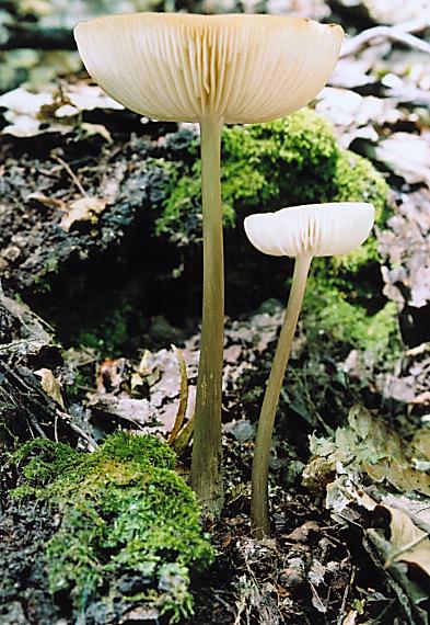 zamatka koreňujúca Hymenopellis radicata (Relhan) R.H. Petersen