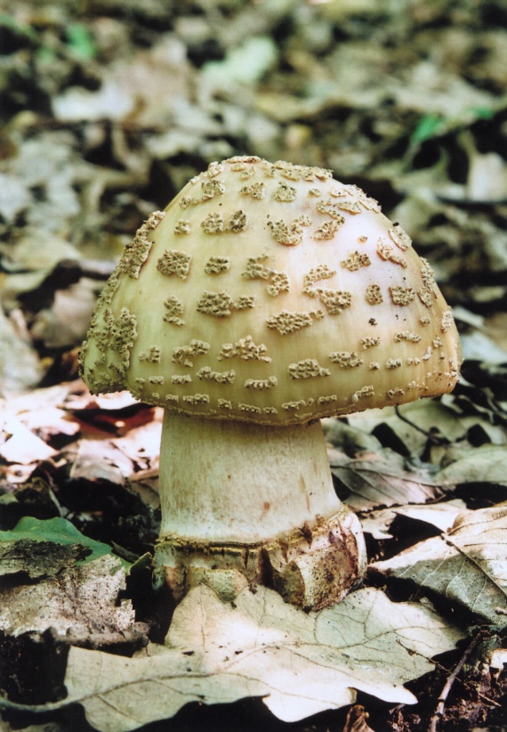 muchotrávka červenkastá Amanita rubescens Pers.